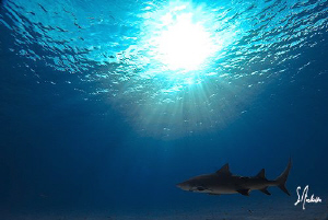Lemon Shark retires for the day at Tiger Beach. This guy ... by Steven Anderson 